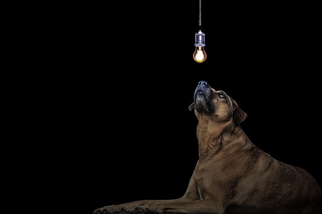 pes pod žárovkou